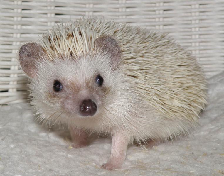 chocolate white törpesün