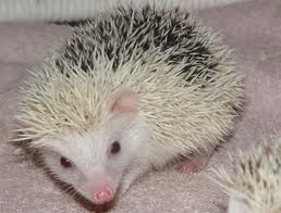 Reverse pinto törpesün